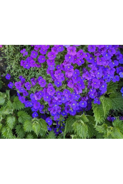 Обрієта Каскад Пурпл рясне цвітіння